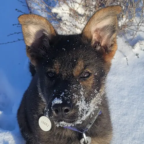Dog breeder Schraderhaus K9 Federal Way