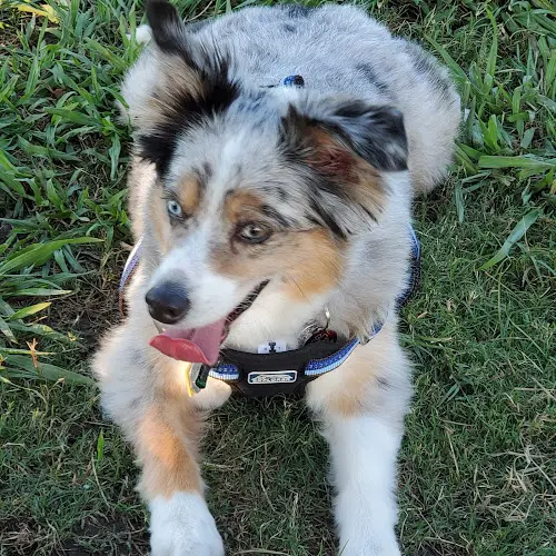 Dog breeder Texas Coalition for Animal Protection Hillsboro