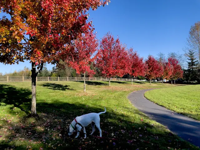 Dog Park Martha Lake Airport Park Off-Leash Dog Park Everett
