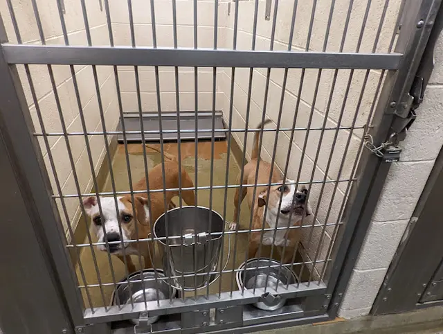 Dog day care center Moreno Valley Animal Shelter Moreno Valley