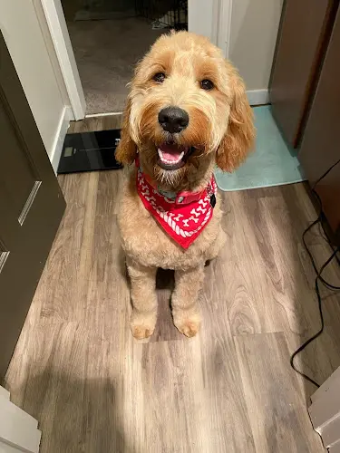 Dog Grooming Best Friends Grooming Salon Beaverton