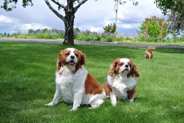 Pet boarding service West Wind Kennels Spokane