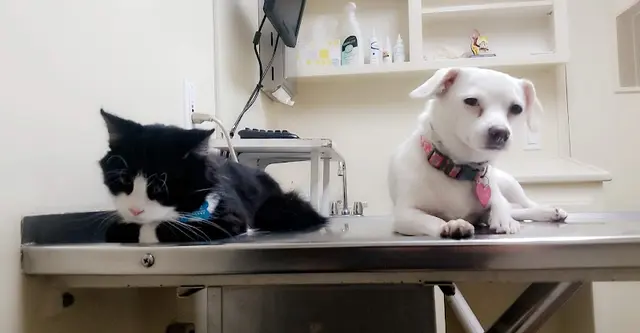 Pet boarding service Bay Cities Pet Hospital Torrance