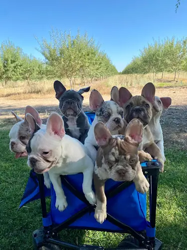 Pet boarding service American Pet Clinic Modesto