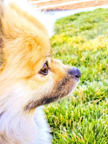 Pet vet Hagos Coco DVM Lancaster