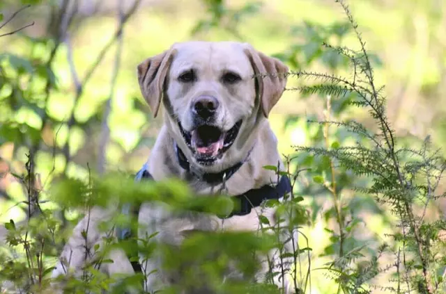 Dog trainer Alaska Dog Works Anchorage