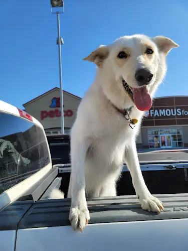 Dog breeder Petco Yakima