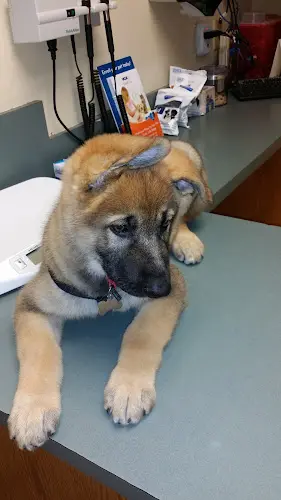 Pet vet VCA Aacacia Animal Hospital Riverside