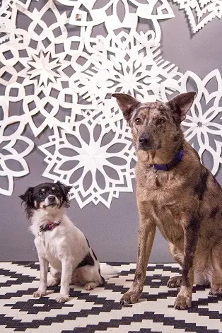 Pet boarding service Portland Animal Clinic Portland