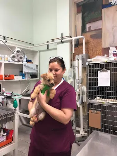 Pet vet Animal Farm Pet Hospital San Francisco