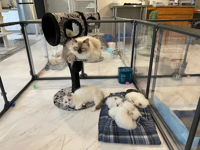 Dog breeder Masterpiece Ragdolls (TICA Cattery) Federal Way