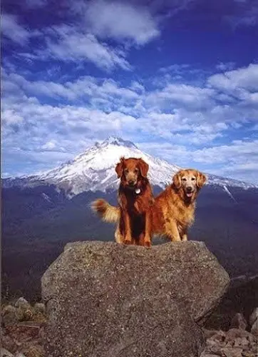 Pet vet VCA Sandy Animal Hospital Gresham