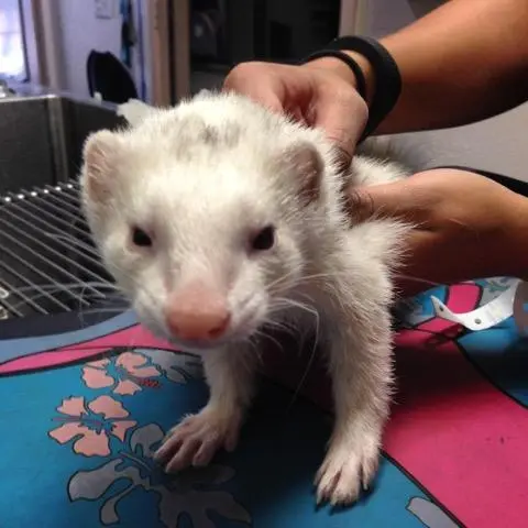 Pet vet Moore Veterinary Care Ventura