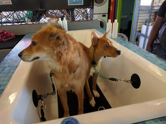 Rescue & Shelter South Bark Dog Wash and Retail Store San Diego