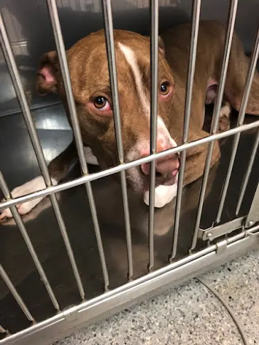 Rescue & Shelter Helping Paws Foundation San Marcos