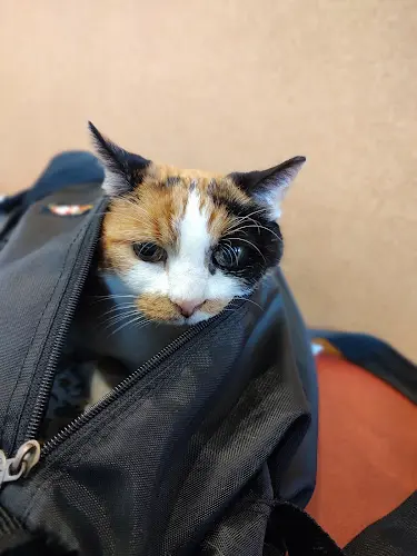 Pet boarding service SAGE Veterinary Centers San Francisco