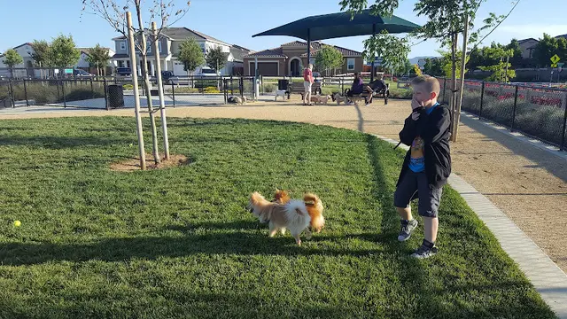 Dog Park Dakota (Dog) Park Antioch