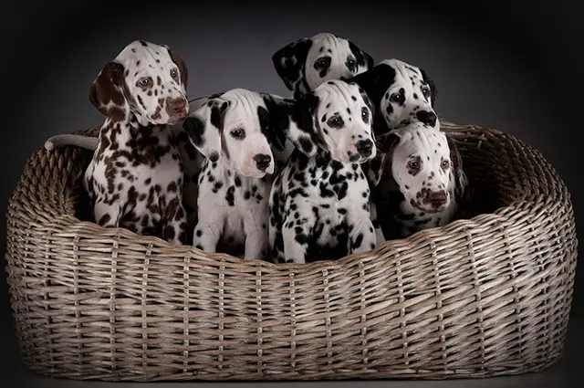 Dog day care center Glendale Pet Resort Los Angeles