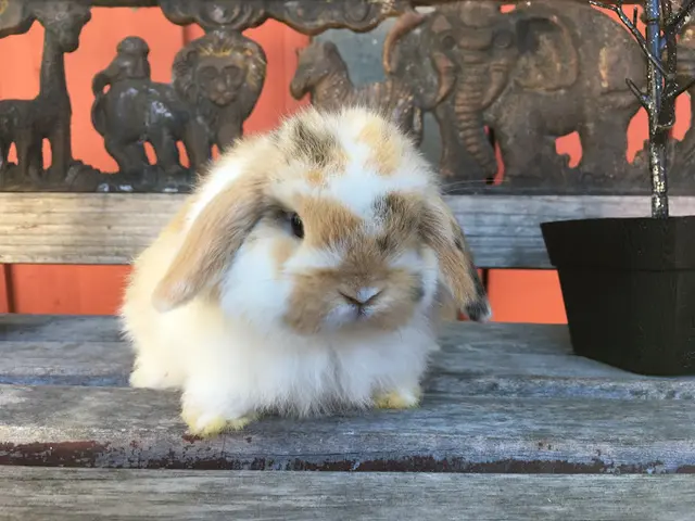 Dog breeder Bae's Magic Top Hat Rabbitry Vallejo