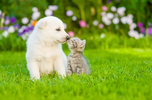 Dog day care center Arroyo Animal Clinic Santa Clara
