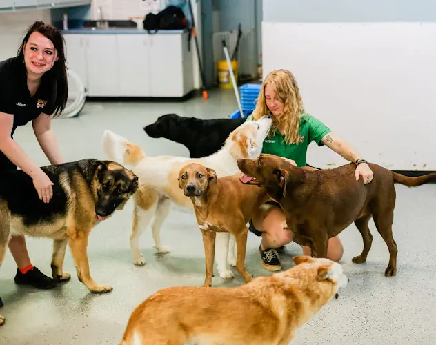 Dog day care center Glendale Dogs 24/7 Glendale