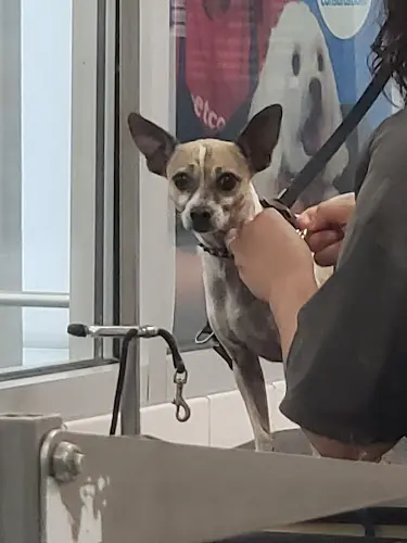 Dog breeder Petco Visalia