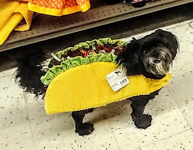 Dog breeder Petco Santa Barbara