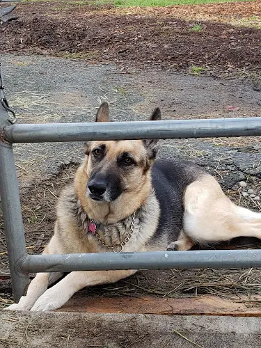 Pet boarding service Westside German Shepherd Rescue of Los Angeles Los Angeles