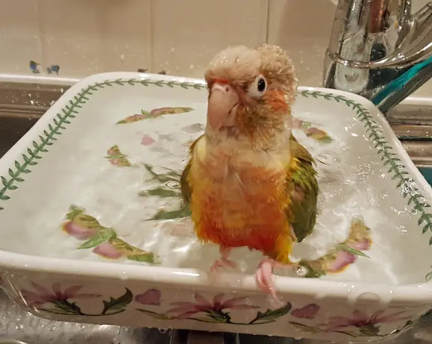Dog trainer Pampered Parrot Behavior and Boarding Seattle