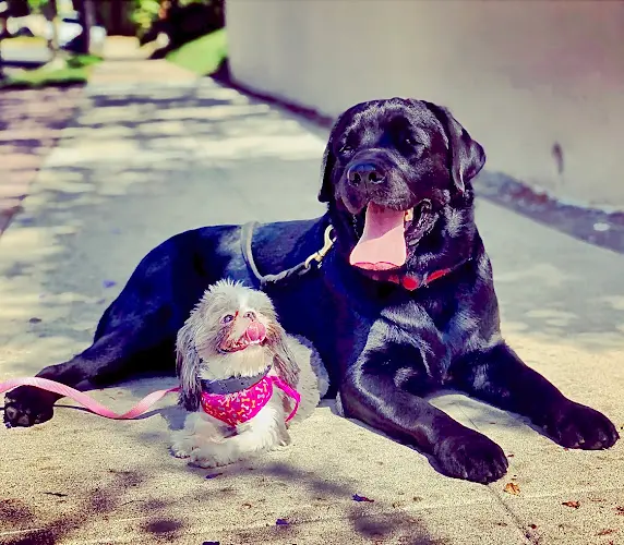 Dog trainer Finest City Dog Training San Diego
