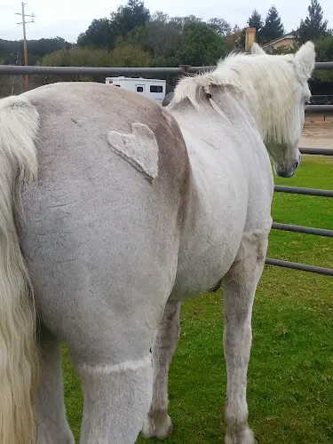 Pet vet Steinbeck Peninsula Equine Clinics Salinas