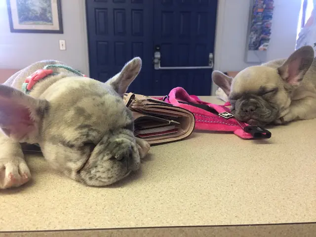Pet vet Santee Pet Hospital El Cajon