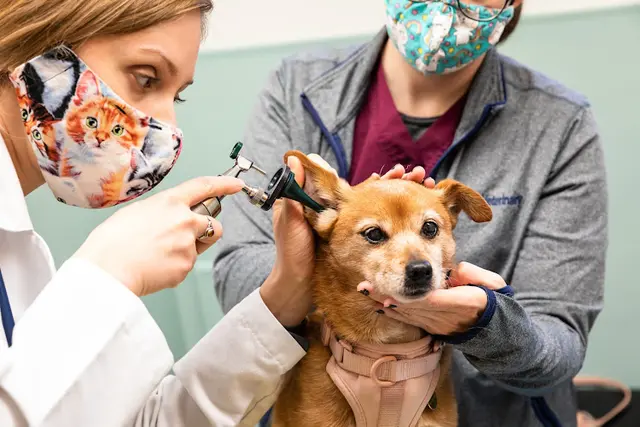 Pet vet Campus Veterinary Clinic Richmond