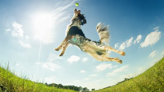 Pet vet Pet Medical Center- Sunland Glendale