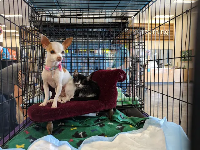 Rescue & Shelter Petco Santa Clarita