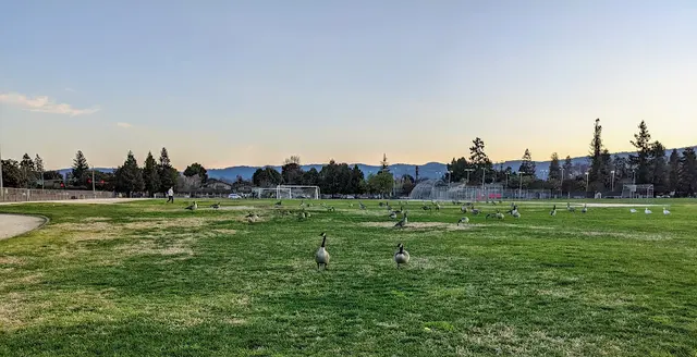 Dog Park Mango Park Sunnyvale