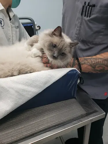 Pet vet Galloway Cat Clinic Torrance