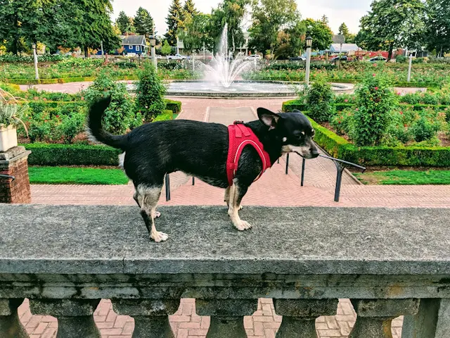 Dog Park Peninsula Park Portland