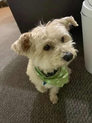 Dog Grooming Georgiana's Groom Shop Simi Valley