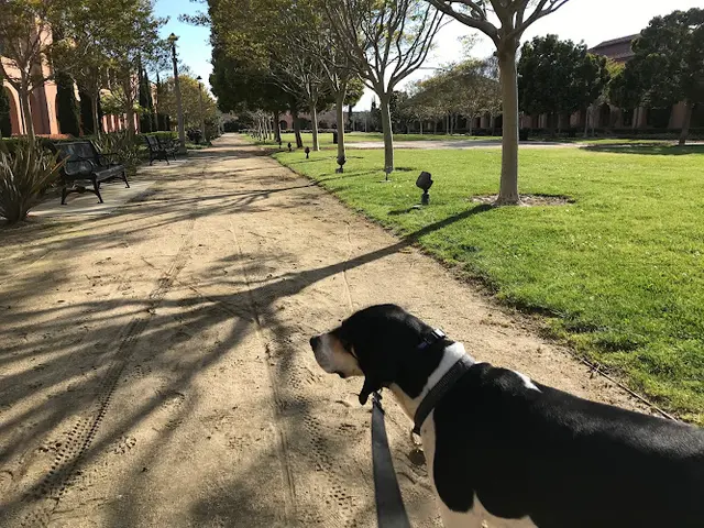 Dog Park Liberty Station Park San Diego