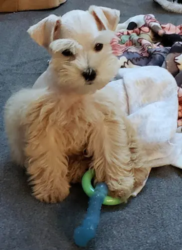 Dog breeder SoCal Schnauzers Victorville