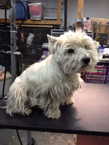 Dog Grooming Eagle River Grooming Anchorage