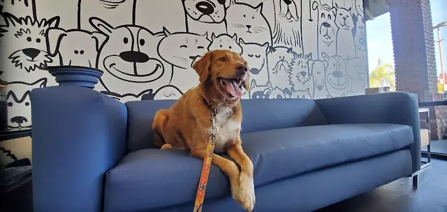 Pet vet Belmont Shore Veterinary Hospital Long Beach