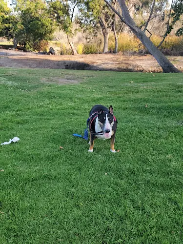 Dog Park Huntington Beach Central Park Huntington Beach