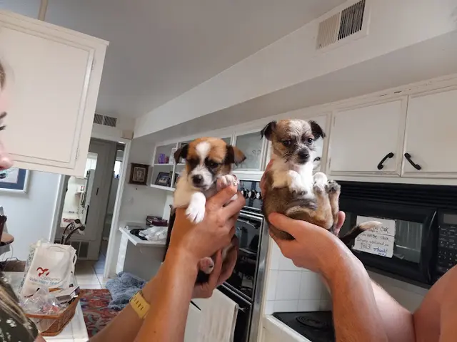 Dog breeder Pet Stop Murrieta