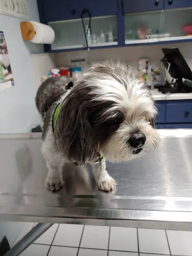 Pet vet North Hollywood Animal Care Center Burbank