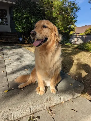 Pet boarding service Bellevue Pet Spa Bellevue
