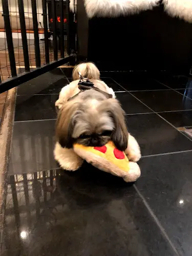 Pet boarding service Hound Lounge - Walnut Creek San Francisco