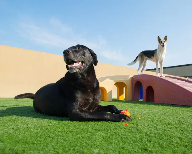 Pet vet Elaine's Pet Resorts Fresno