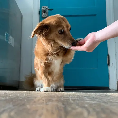 Dog day care center Townhouse Pet Care Portland